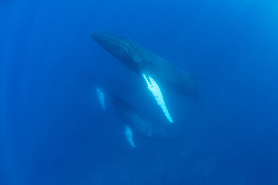 Trio of Humpback Whales in Caribbean Sea