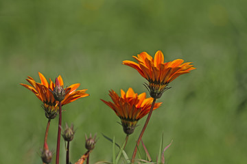 Koyun gözü çiçeği , gazania 