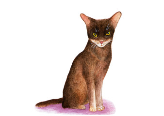Abyssinian cat. Watercolor illustration.
The Abyssinian cat sits and looks into the camera. Picture of a cat on a white background. Print print.