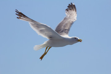 Seagull in flight
