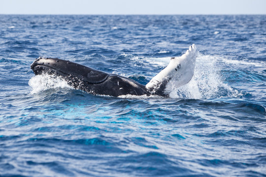 Humpback Whale Calf Playing at Surface of Caribbean Sea