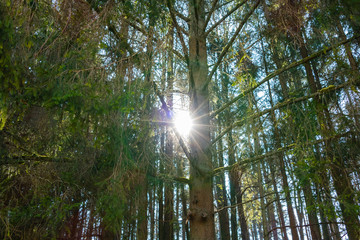 Obraz premium Sonnenschein im Wald