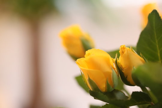 Yellow Rose Bud