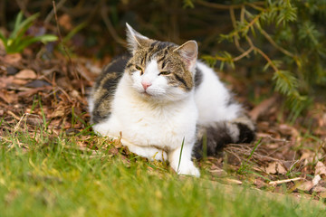 Eine Katze liegt entspannt im Garten unter Bäumen