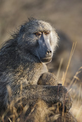 Baboon, mother and son, South Africa