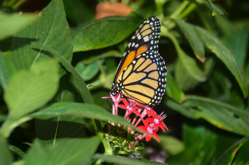 Monarch Butterfly at Costa Rica
