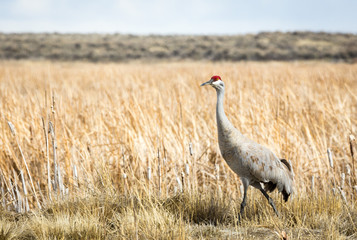 Sandhill Crane