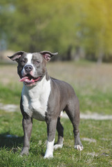 Blue staffordshire terrier for a walk