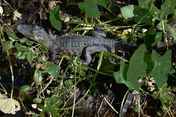 Alligator in a Swamp