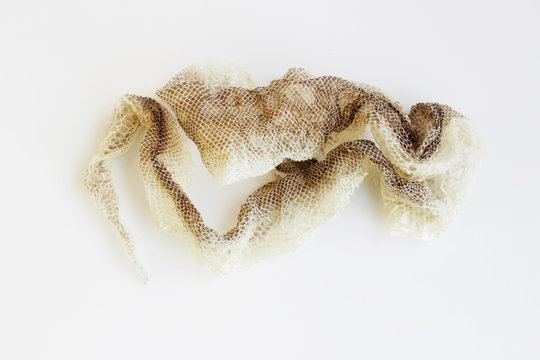 jacket cast-off skin of snake Royal Python on a white background.