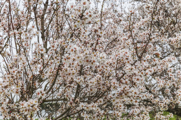 Blossoming spring flowers on a tree