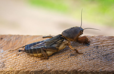  harmful insect, agricultural pest. pest control.
