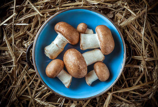 Champignon brown mushrooms arrangement overhead in blue plate and straw background in studio