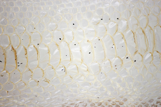 jacket cast-off skin of snake Royal Python on a white background.