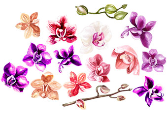 Beautiful watercolor set with orchids. 