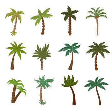 California palm trees. Summer tropical plant vector set