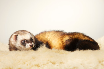 Cute standard color ferret male portrait in studio