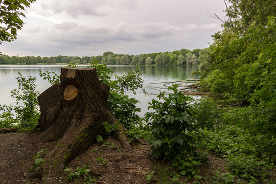 tree stump
