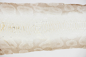 jacket cast-off skin of snake Royal Python on a white background.