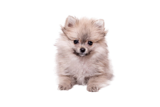 Pomeranian Puppy Images – Browse 55,290 Stock Photos, Vectors, and Video |  Adobe Stock