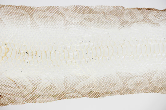 jacket cast-off skin of snake Royal Python on a white background.
