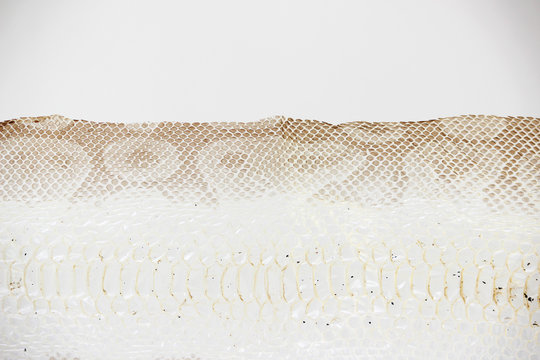jacket cast-off skin of snake Royal Python on a white background.