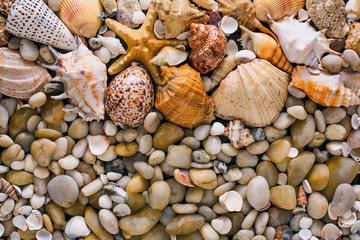 Seashells and pebbles background, natural seashore stones