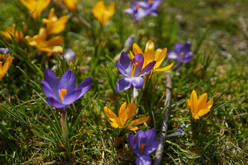 Crocusses in a park in the middle of munich
