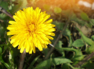 yellow dandelion. concept of spring, beautiful flower, nature wallpaper