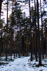 Sunny Winter Day in the Forest