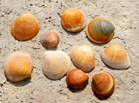Albufeira Beach cockle shells on the rocks