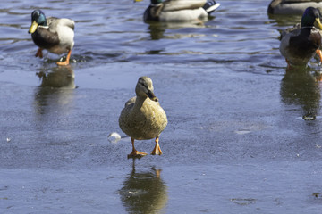 Canard Colvert Hybride femelle, Leucique en hiver