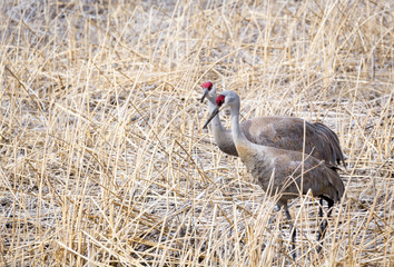 Sandhill Cranes