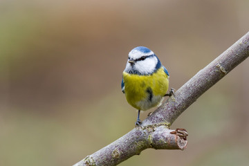 Blaumeise 21