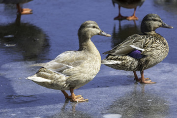 Canard Colvert Hybride femelle, Leucique en hiver