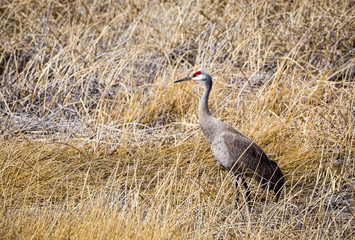 Sandhill Crane