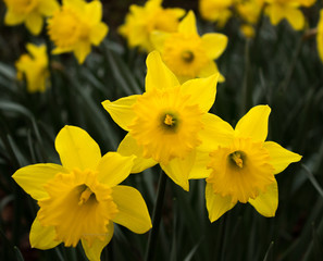 three daffs