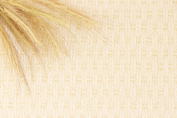 several ripe spikelets of rye Secale cereale on a beige background.