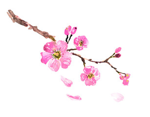 sakura tree  watercolor, cherry bloom