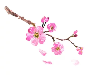 Zelfklevend Fotobehang Kersenbloesem sakura tree  watercolor, cherry bloom