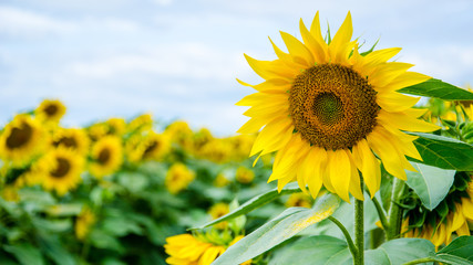 Sunflower blossom in foreground in a field