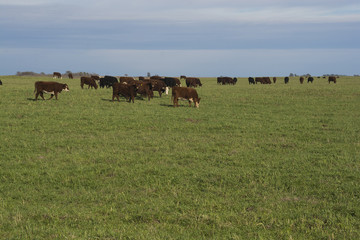 Grass feed, Cow, La Pampa, Argentina