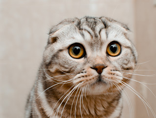 A beautiful and cute Scottish lop-eared cat looks at the camera. The concept of pets.