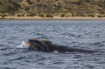 Fototapeta premium Whale on surface, Patagonia