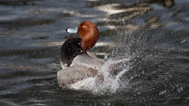 Amazing animation of water with a redhead duck frozen in time and the water splashing around him in an infinite and seemless loop