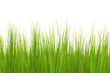 Fototapeta na wymiar Green long grass isolated on a white background