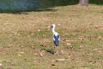 Asian openbill stork bird near the river