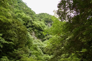 Fototapeta na wymiar Akame 48 Waterfalls: Valley view showing the giant trees, untouched nature and lush vegetation next to cascading waterfalls & natural pools in rural Japan close to Osaka