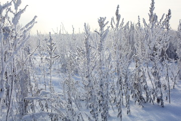 winter trees and grass in frost