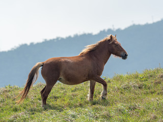 Obraz premium 与那国馬